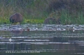 beavers, scotland, aigas, wild-07